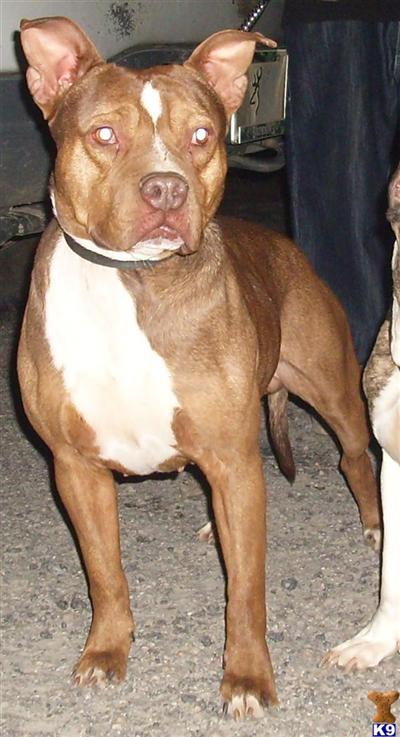 Stud Dogs in SC